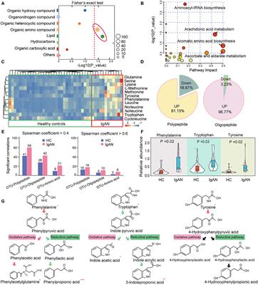 Metabolic Dysfunctions of Intestinal Fatty Acids and Tryptophan Reveal Immuno-Inflammatory Response Activation in IgA Nephropathy